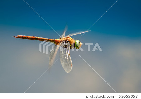 Dragonfly close up flying over the water 55055058