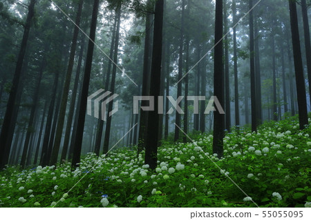 Hydrangea in the forest 55055095