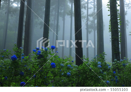 Hydrangea in the forest 55055103