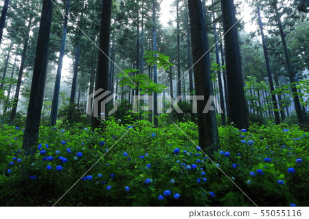 Hydrangea in the forest 55055116