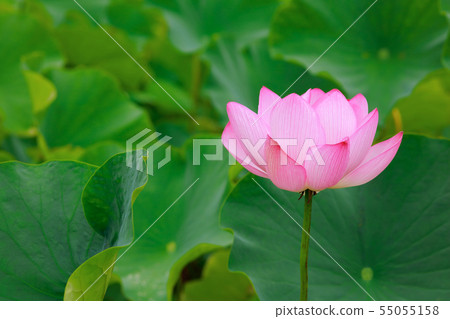 蓮花 55055158
