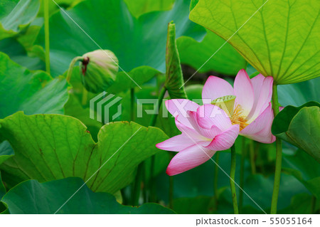 蓮花 55055164