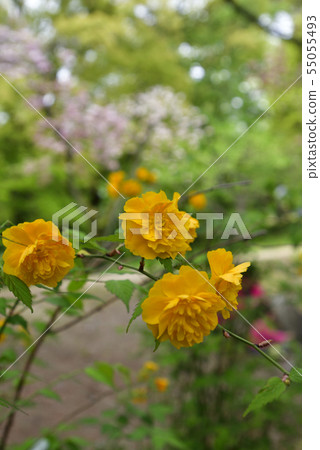 Kyoto Gyoen Yamabuki 55055493