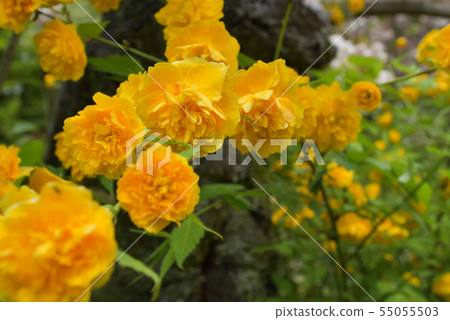 Kyoto Gyoen Yamabuki 55055503