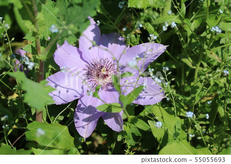 Blooming on the ground Blooming on the ground 55055693