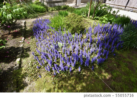 Honman-ji Temple，十二七（Ajuga） 55055716