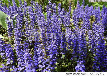 Honman-ji Temple，十二七（Ajuga） 55055717