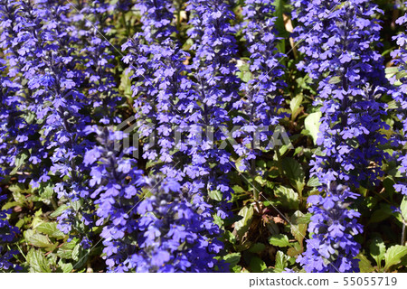 Honman-ji Temple，十二七（Ajuga） 55055719