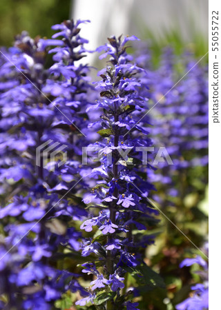 Honman-ji Temple，十二七（Ajuga） 55055722