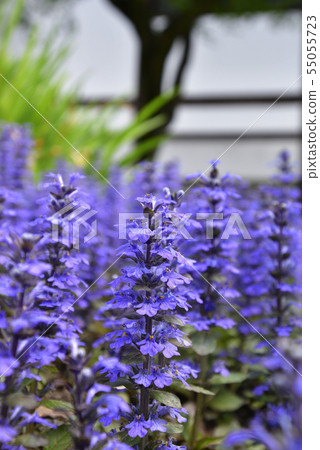 Honman-ji Temple，十二七（Ajuga） 55055723