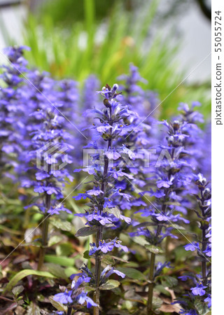 Honman-ji Temple，十二七（Ajuga） 55055724