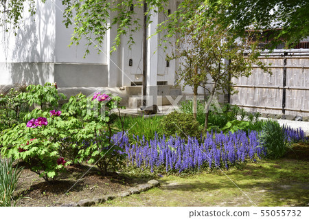Honman-ji Temple, twelve-seven (Ajuga) 55055732
