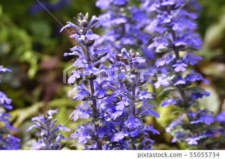 Honman-ji Temple,十二七(Ajuga) Honman-ji Temple,十二七(Ajuga) 55055734