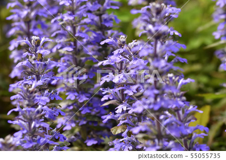 Honman-ji Temple，十二七（Ajuga） 55055735