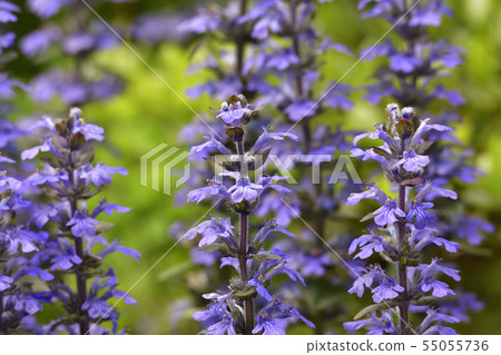 Honman-ji Temple，十二七（Ajuga） 55055736