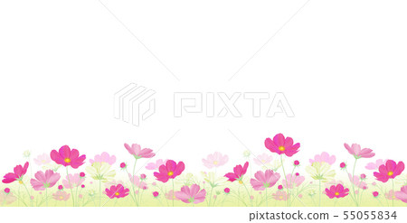Colorful cosmos field Autumn cherry blossoms 55055834