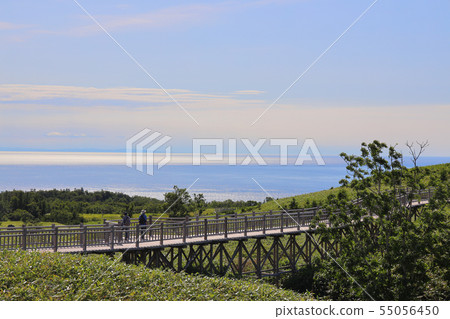 知床五湖_高架的木路和大海，藍天_七月 55056450