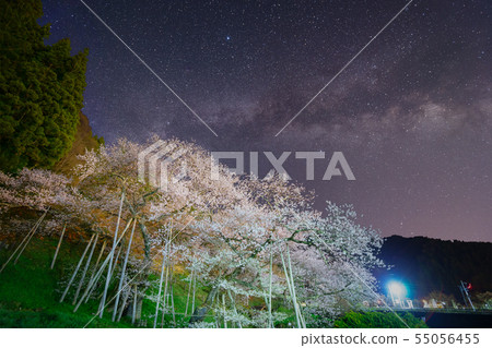 Oolong Cherry Blossom View Oolong Cherry Blossom View 55056455