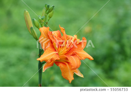 Yabukanzo（八usa草）開始開花 55056733