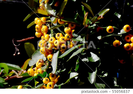 Yellow pyracantha (Tachibanamodoki) to be Sanjo Nakahara 55056837