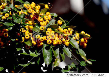 黃色火棘（Tachibanamodoki）是三條中原 55056840