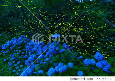 Hydrangea with firefly Hydrangea with firefly 55056880