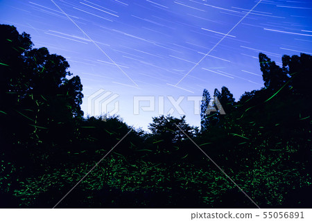 Heike螢火蟲和明星大師 Heike螢火蟲和明星大師 55056891