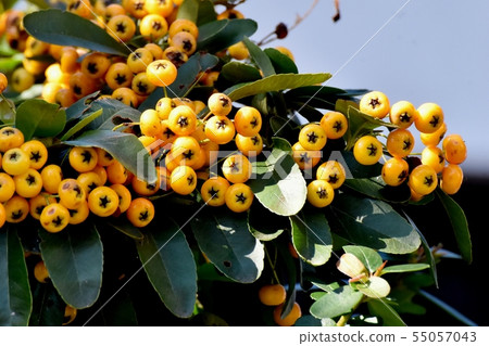 Yellow pyracantha (Tachibanamodoki) to be Sanjo Nakahara 55057043