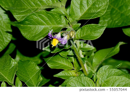 A light purple potato flower that blooms in Mikasa Nakahara A light purple potato flower that blooms in Mikasa Nakahara 55057044