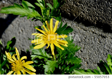 開花在三鷹中原的黃色瑪格麗特波斯菊 開花在三鷹中原的黃色瑪格麗特波斯菊 55057053