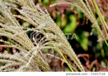 Ear of Ssu blooms in Mitaka Nakahara 55057136