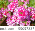夏天的紅色花朵 55057227