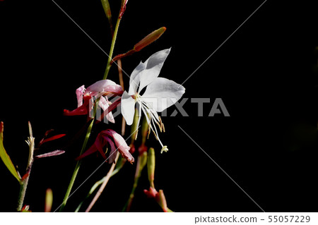 在三鷹中原開花的白色Gaura 在三鷹中原開花的白色Gaura 55057229