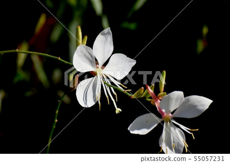 White Gaura blooming in Mitaka Nakahara White Gaura blooming in Mitaka Nakahara 55057231