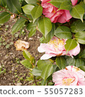 Mountain camellia 55057283