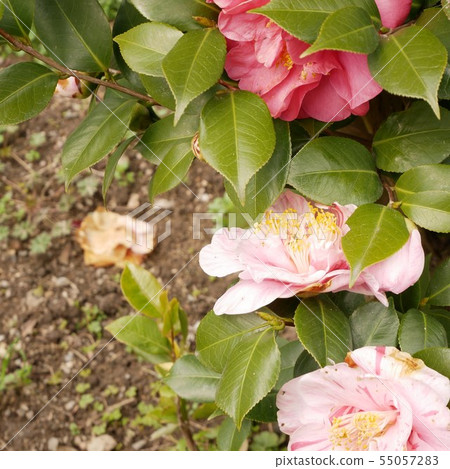 Mountain camellia 55057283