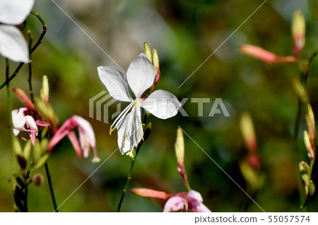 White Gaura blooming in Mitaka Nakahara White Gaura blooming in Mitaka Nakahara 55057574