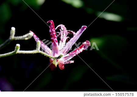 Purple purple to white on white blooming in Mitaka Nakahara 55057578