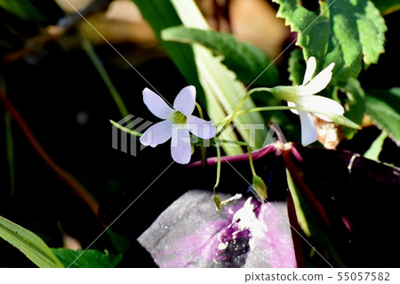 開花在三鷹中原的淺粉紅色的Oxalis trianglaris 55057582