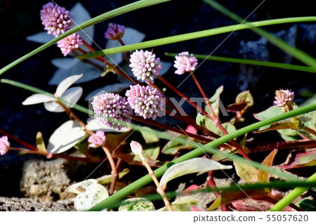 Pink Himetursoba Flower Blooming in Mitaka Nakahara 55057620
