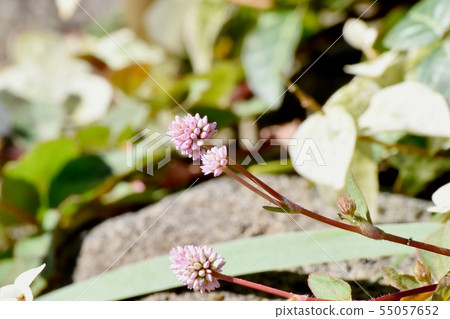 Pink Himetursoba Flower Blooming in Mitaka Nakahara 55057652