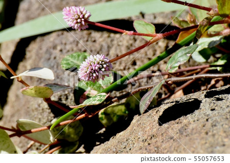Pink Himetursoba Flower Blooming in Mitaka Nakahara 55057653