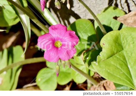 Pink Oxalis blooming in Mitaka Nakahara (Hanakatabami) 55057654