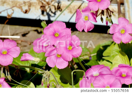 Pink Oxalis blooming in Mitaka Nakahara (Hanakatabami) Pink Oxalis blooming in Mitaka Nakahara (Hanakatabami) 55057656