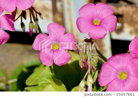Pink Oxalis blooming in Mitaka Nakahara (Hanakatabami) 55057661