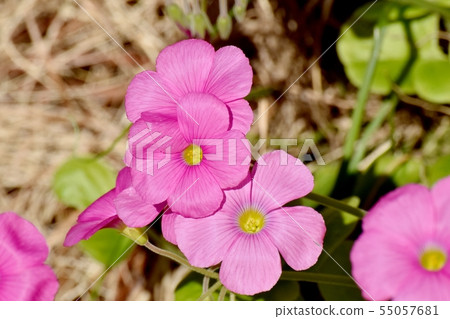 Pink Oxalis blooming in Mitaka Nakahara (Hanakatabami) 55057681