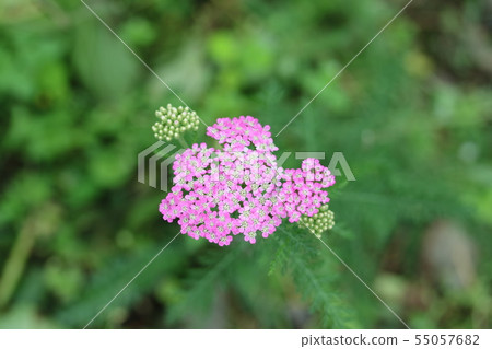 野生西洋蓍草（Western Sawgrass） 55057682
