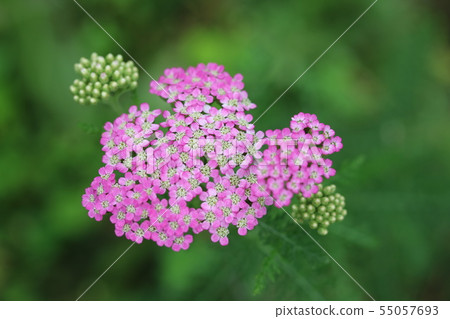 Wild Yarrow (Western Sawgrass) Wild Yarrow (Western Sawgrass) 55057693