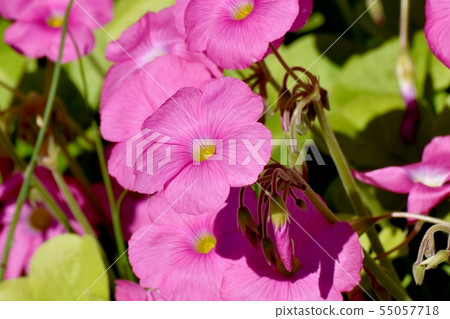 Pink Oxalis blooming in Mitaka Nakahara (Hanakatabami) 55057718