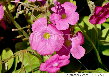 Pink Oxalis blooming in Mitaka Nakahara (Hanakatabami) Pink Oxalis blooming in Mitaka Nakahara (Hanakatabami) 55057719